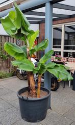 Zeer grote XXL Bananenboom/Bananenplant, Tuin en Terras, Planten | Tuinplanten, Ophalen, Vaste plant, Overige soorten, Volle zon