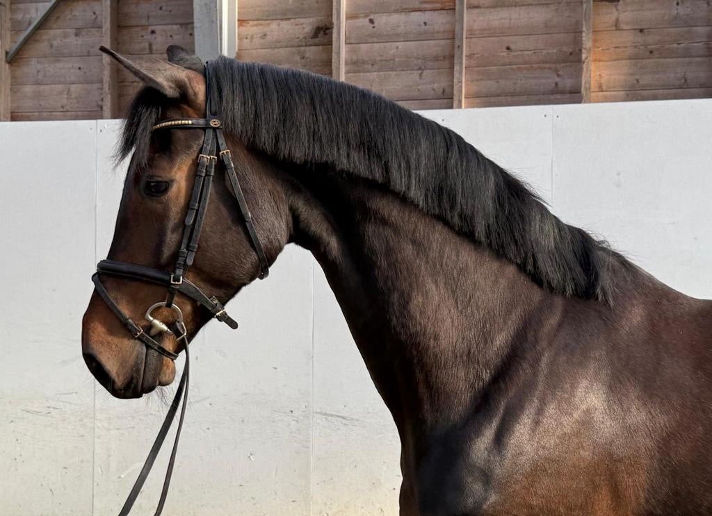 6 jarige ruin le Formidable, Dieren en Toebehoren, Paarden, Ruin, 3 tot 6 jaar, Dressuurpaard