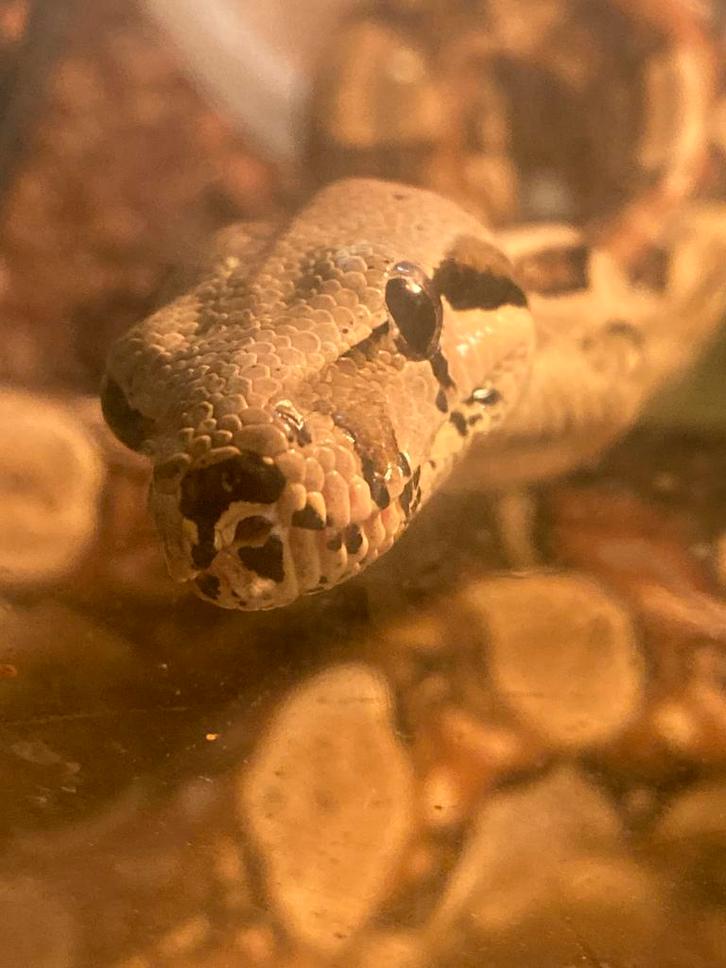 Boa constrictor imperator Boa Constrictor - female for sale from swen