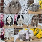 Meerdere super lieve nhd/ minilop+rex hangoordwerg, Meerdere dieren, Dwerg, Hangoor, 0 tot 2 jaar