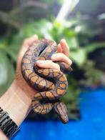 Epicrates cenchria - Rode regenboog boa, Slang, 0 tot 2 jaar
