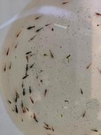 100+ garnalen mix (neo caridina), Kreeft, Krab of Garnaal, Zoetwatervis