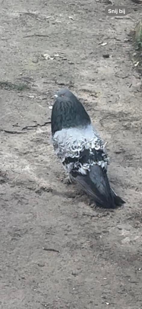 Sierduiven, Meerdere dieren, Overige soorten