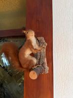 Partij opgezette dieren, Ophalen, Gebruikt, Vogel, Opgezet dier