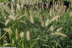 20 Pennisetum lampepoetsergras laag of hoog €50, Volle zon, Vaste plant, Siergrassen, Ophalen of Verzenden
