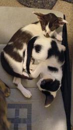 Oosterse Korthaar kittens ZUIVER RAS, Meerdere dieren, Ontwormd, 0 tot 2 jaar