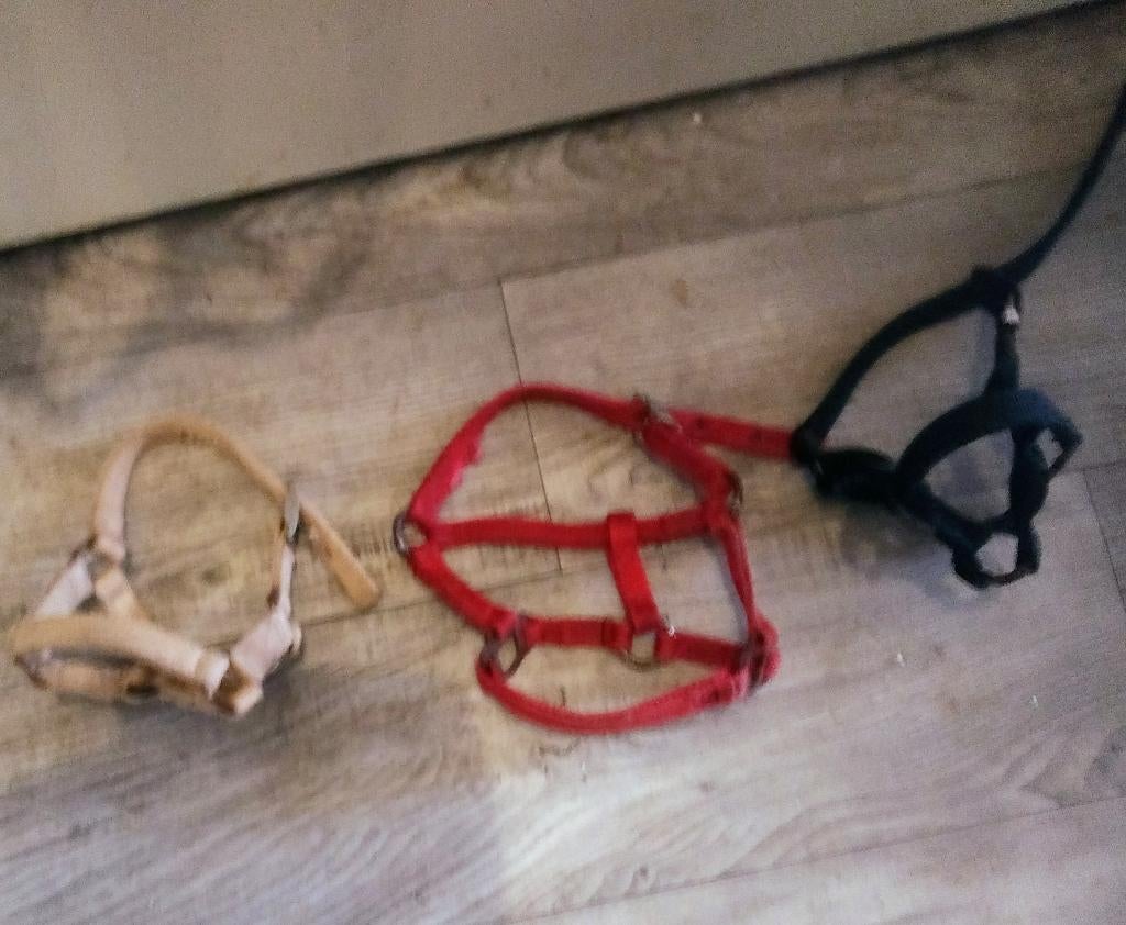 TE KOOP MINIVEULEN HALSTERS, Verzenden, Gebruikt, Overige soorten