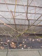 Tamme Kastanje Boom 160 cm met unieke knoop in stam, Overige soorten, 100 tot 250 cm, Zomer, Ophalen