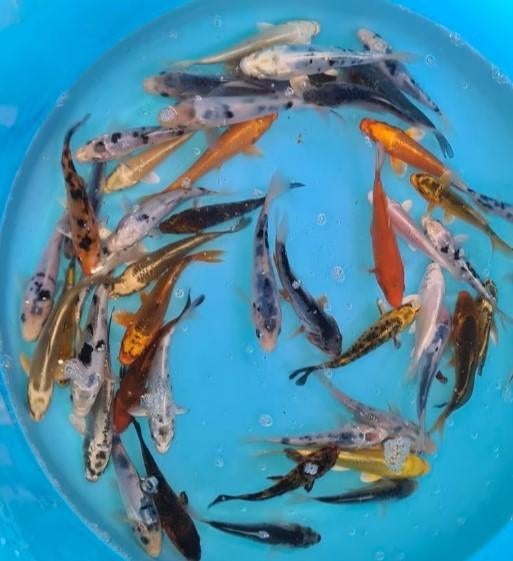 Koi 16–19 cm uit eigen kwekerij – Koidream Valburg, Dieren en Toebehoren, Vissen | Vijvervissen, Karper of Koi