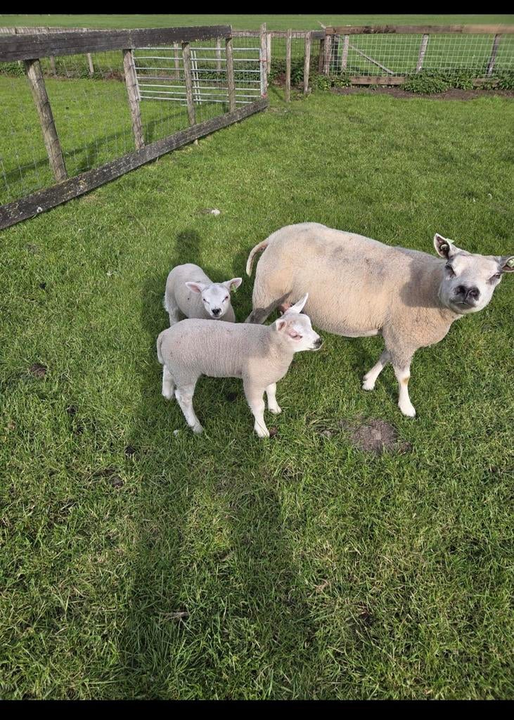 4 schapen met 9 lammeren!, Dieren en Toebehoren, Schapen, Geiten en Varkens, Meerdere dieren, Schaap