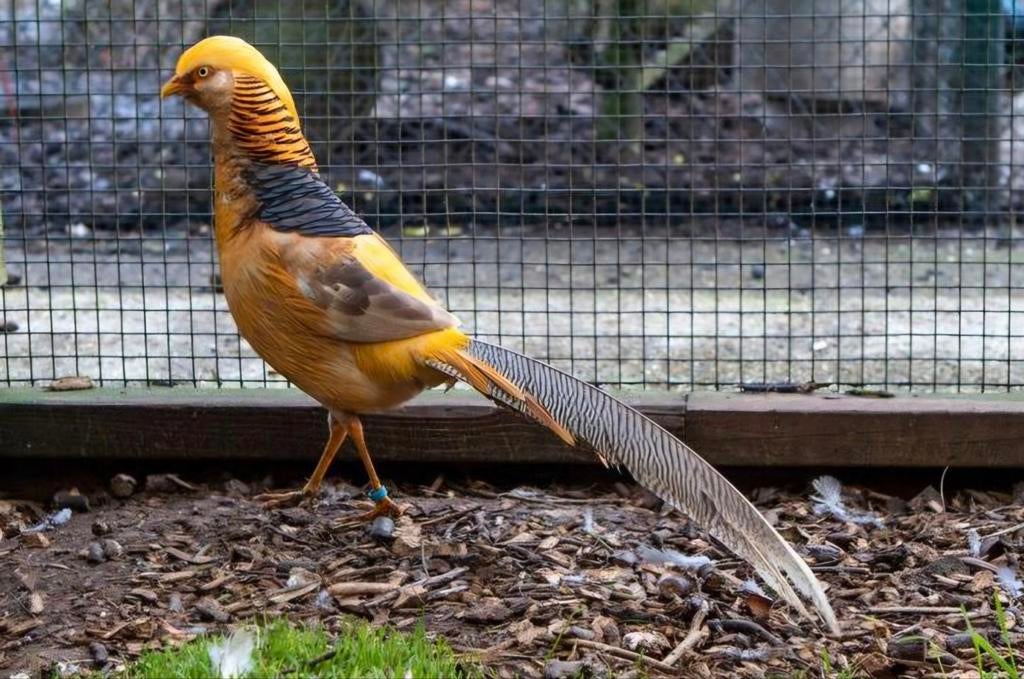 Broedeieren van Goudfazanten, Geslacht onbekend