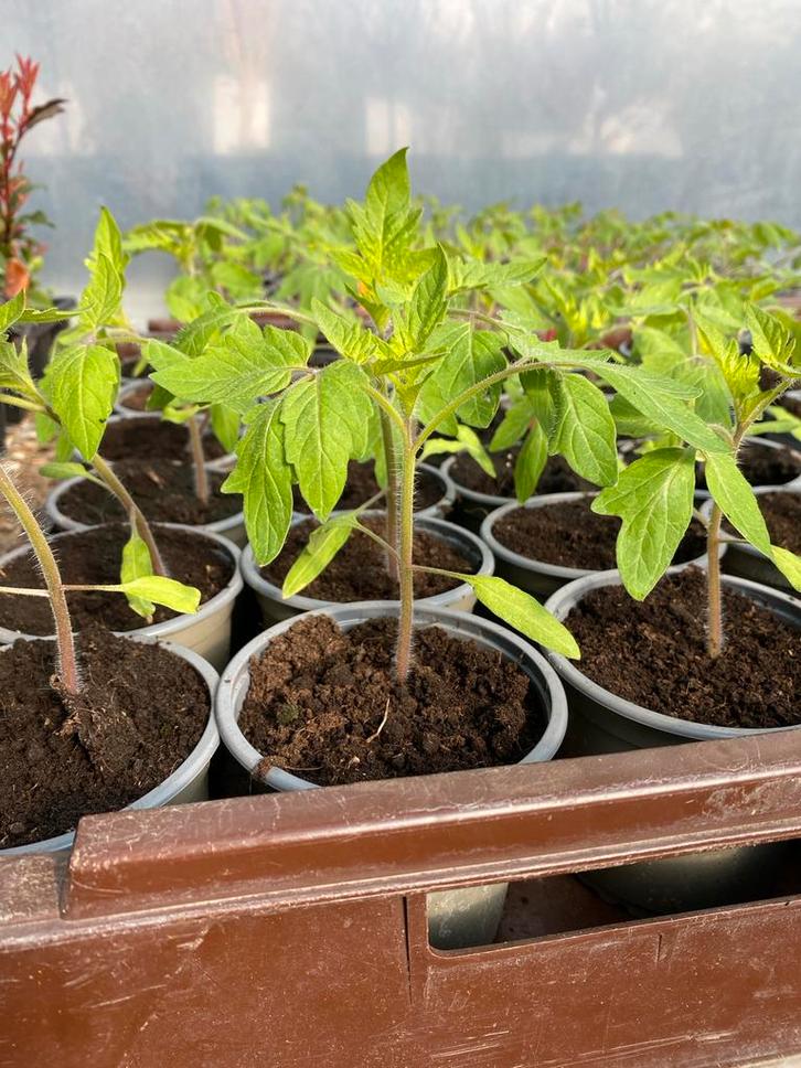 Tomatenplantjes en meer bij Betty's Greenhouse, Tuin en Terras, Planten | Tuinplanten, Eenjarig, Groenteplanten, Ophalen