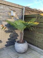 Palmboom in pot, Ophalen of Verzenden, 100 tot 250 cm, Zomer, Palmboom