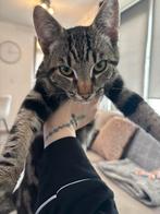 Katers, Dieren en Toebehoren, Katten en Kittens | Overige Katten, Kater