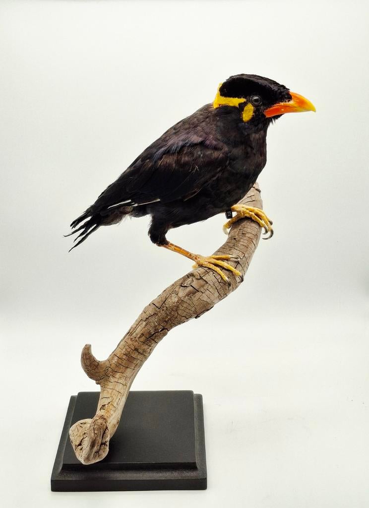 Grote Beo taxidermie, Ophalen of Verzenden, Zo goed als nieuw, Vogel, Opgezet dier