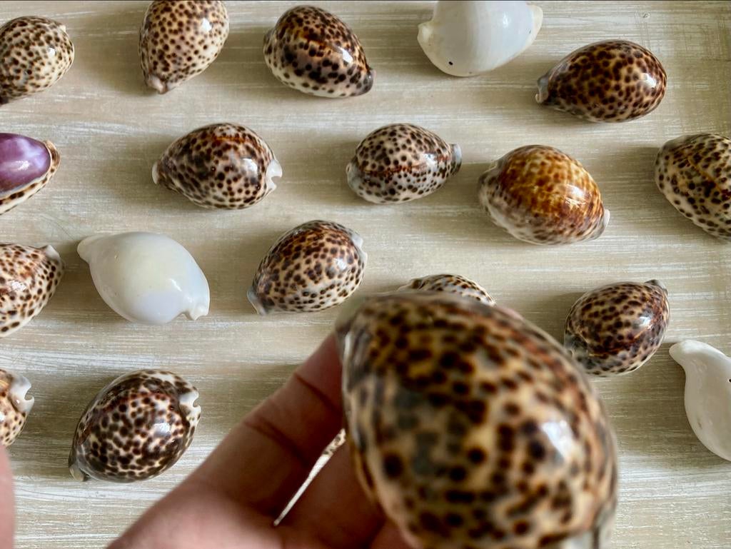 Prachtige echte tijger schelpen - Decoratie, Ophalen of Verzenden, Gebruikt