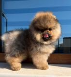 Pomeriaan met stamboom, 8 tot 15 weken, Buitenland, Parvo, Eén hond