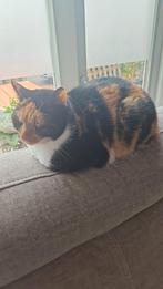 Poes zoekt goed baasje super lief en is geholpen is 1 jaar, Dieren en Toebehoren, Katten en Kittens | Overige Katten, Poes, Kortharig