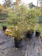 Bamboe Fargesia, Tuin en Terras, Ophalen, Bamboe, 100 tot 250 cm