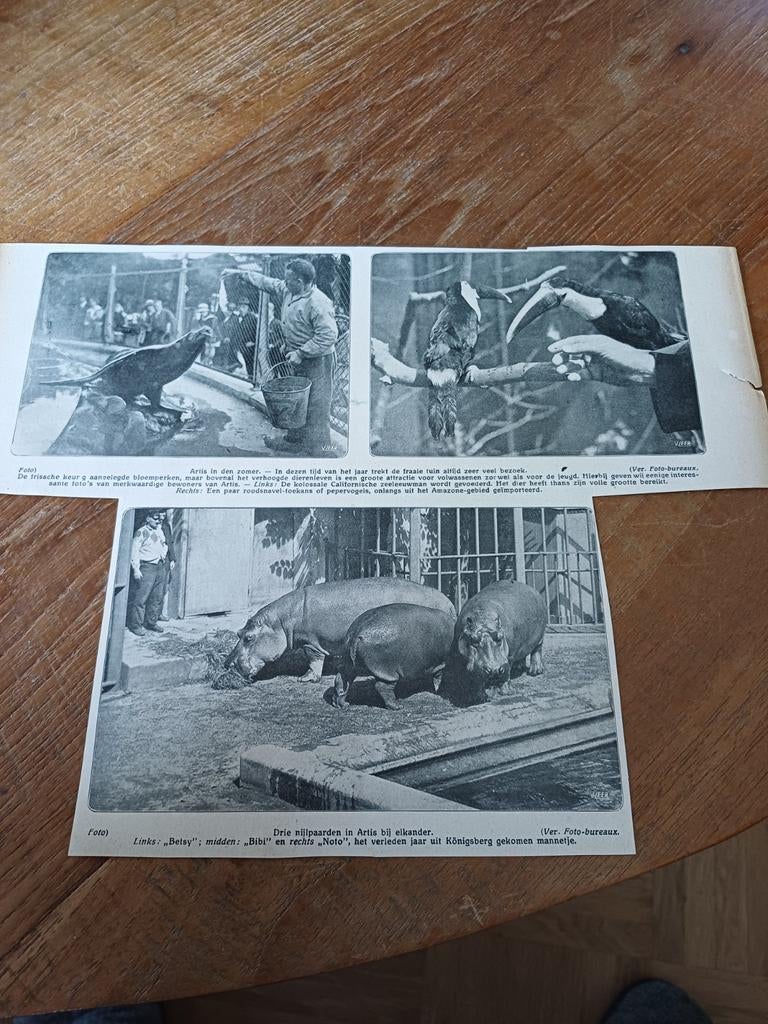 Knipsel dierentuin Artis Amsterdam zeeleeuw, toekan,, Ophalen of Verzenden, Gebruikt