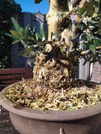 Olijfboom bonsai met dikke stam, Olijfboom, Minder dan 100 cm, Ophalen, Volle zon