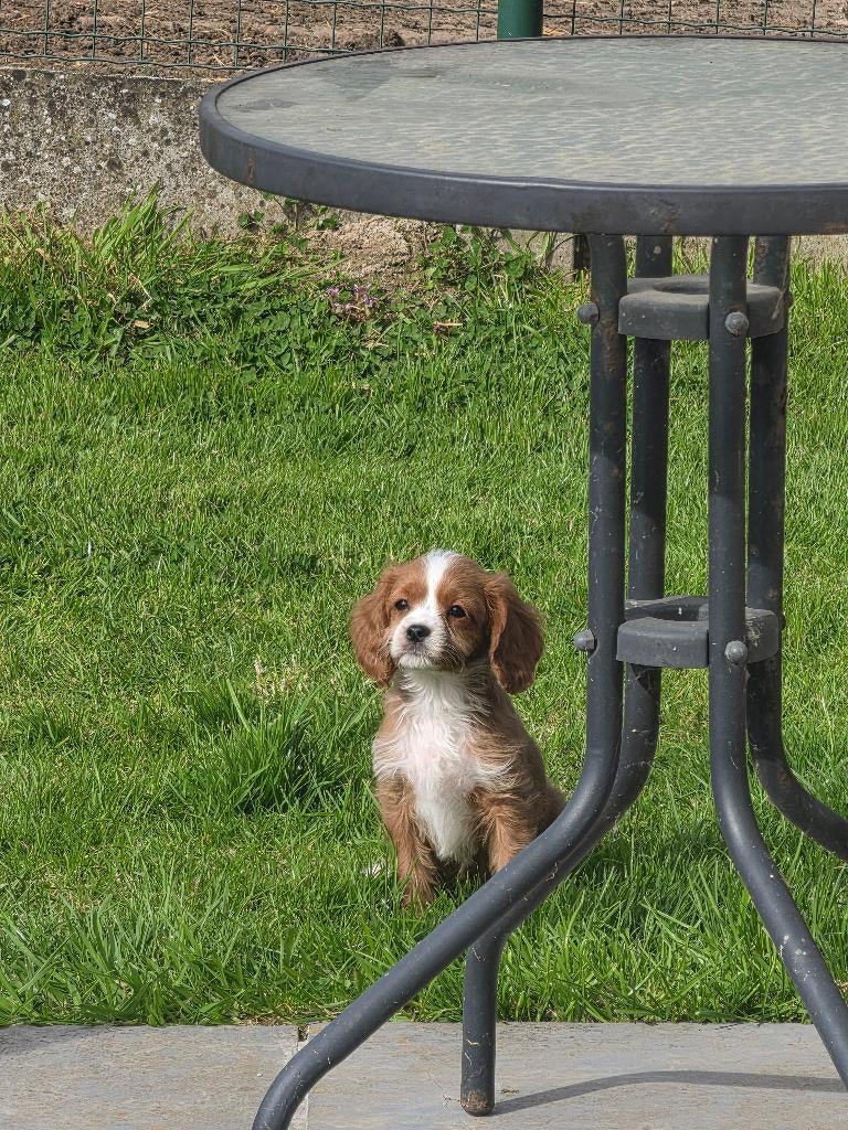 Cavapoo pup te koop, België, Particulier, Overige rassen, 8 tot 15 weken