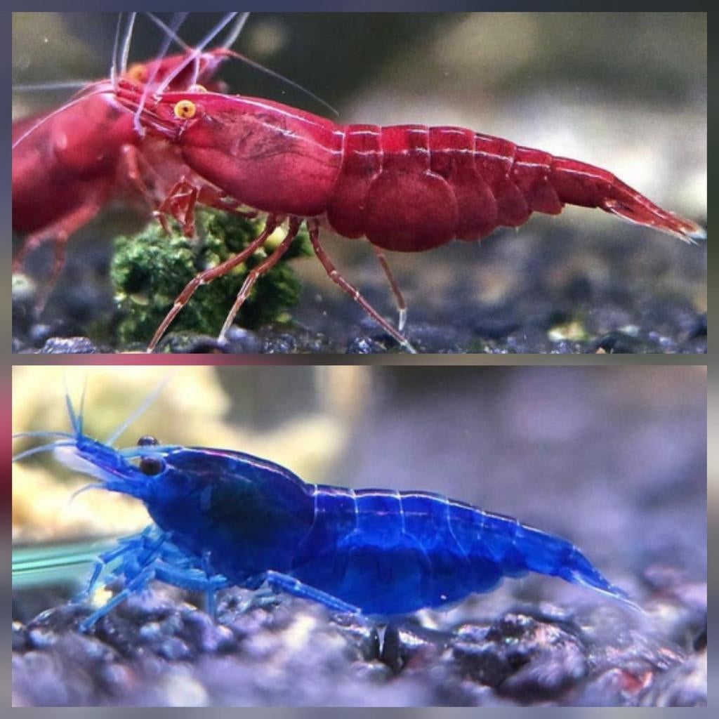 ☑️Diverse hobbykweek Neocaridina-garnalen Verzenden/afhalen, Kreeft, Krab of Garnaal, Zoetwatervis, Schoolvis