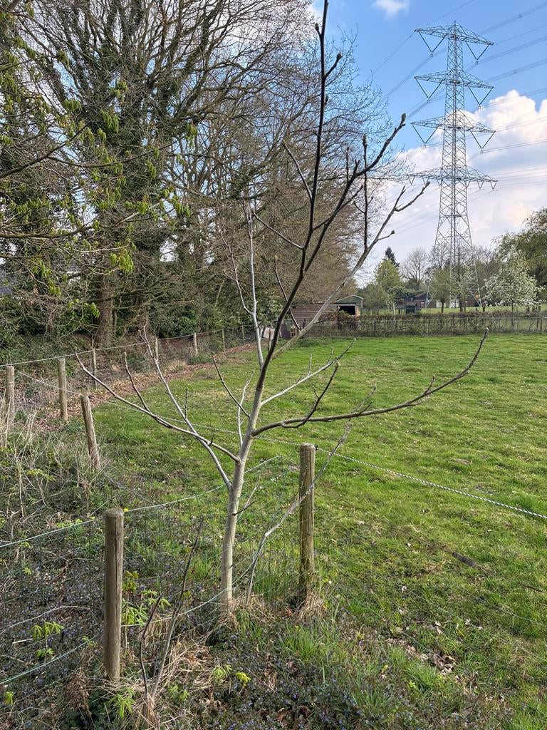 2 Jonge Walnoten Boompjes - Zelf Uitgraven, Tuin en Terras, Planten | Bomen, Ophalen, Lente, Overige soorten, 100 tot 250 cm