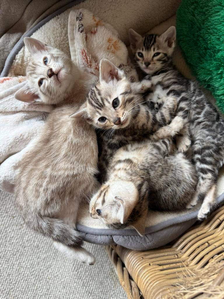 Bengaal kittens te koop met stamboom., Dieren en Toebehoren, Katten en Kittens | Raskatten | Korthaar, Meerdere dieren, Met stamboom