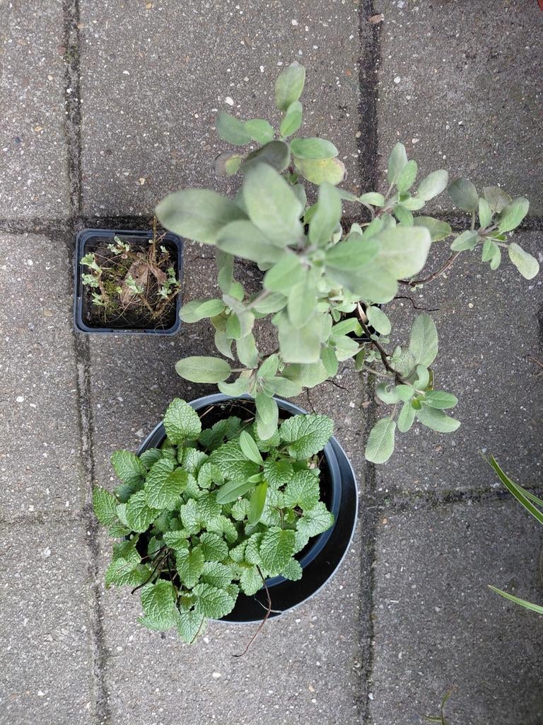 Colakruid citroenmelisse salie, Ophalen, Overige soorten, Volle zon