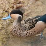 Hottentottaling vrouwtje, Dieren en Toebehoren, Pluimvee, Geslacht onbekend