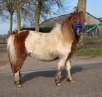 Te koop 7 super knappe shetlander en een Friese merrie, Dieren en Toebehoren, Pony's, Ruin, A pony (tot 1.17m), Recreatiepony