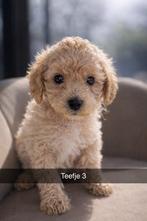Maltipoo pups Maltezer x toy poedel, Overige rassen, 8 tot 15 weken, Parvo, Meerdere