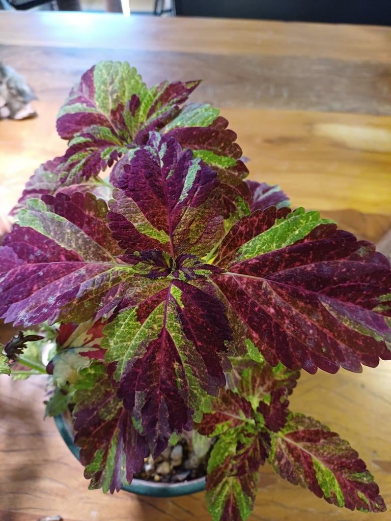 Siernetel, Ophalen of Verzenden, Halfschaduw, Minder dan 100 cm