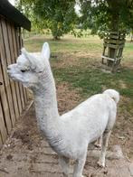 Alpaca dekhengst, Dieren en Toebehoren, Schapen, Geiten en Varkens, Mannelijk, Schaap
