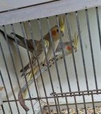 Valkparkieten, Geslacht onbekend, Parkiet