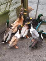 Eenden, Dieren en Toebehoren, Mannelijk, Eend