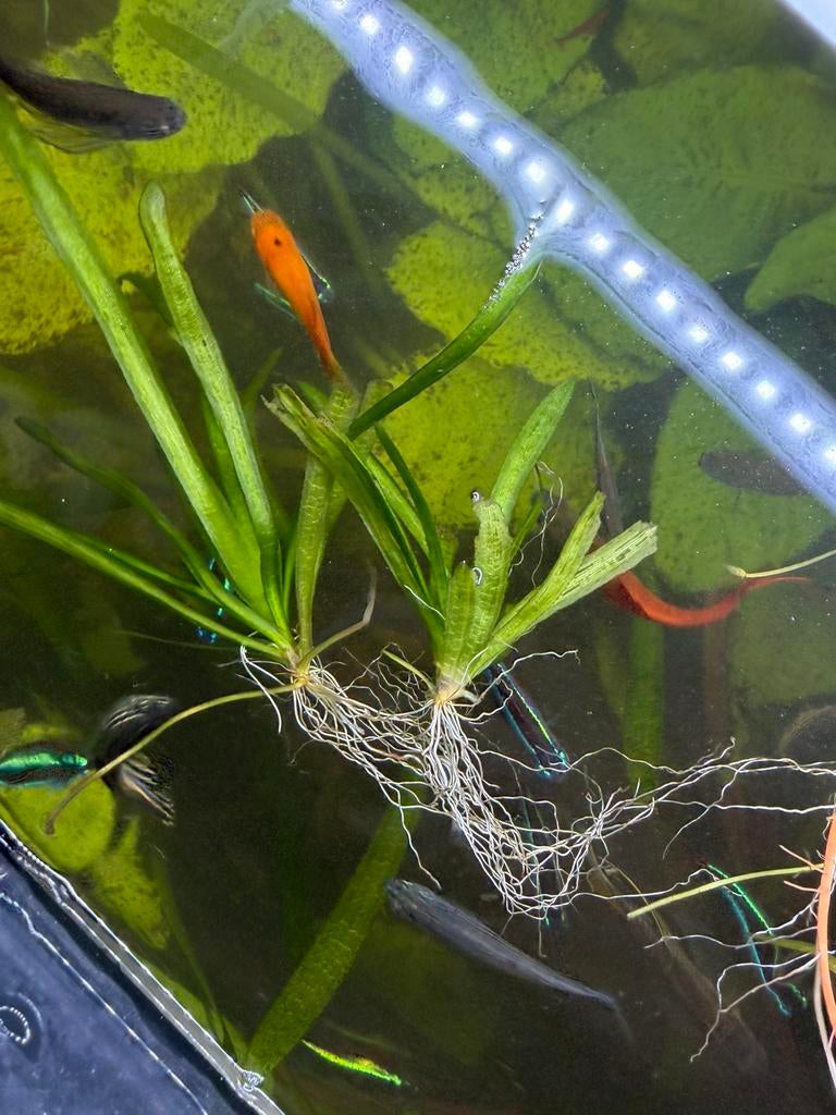 Valisneria stekjes, Vis