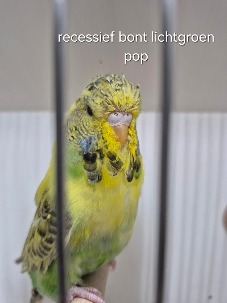 Engelse grasparkieten, Meerdere dieren, Parkiet