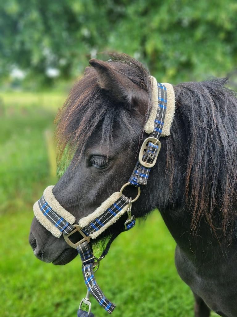 Grote shetlander merrie, Dieren en Toebehoren, Pony's, Merrie, A pony (tot 1.17m)