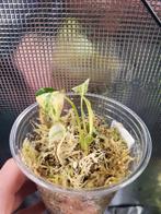 Monstera Starshadow, Huis en Inrichting, Kamerplanten, Overige soorten, In pot, Minder dan 100 cm, Bloeiende kamerplant