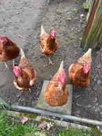 Gratis bruine legkippen 5 stuks, Vrouwelijk, Kip