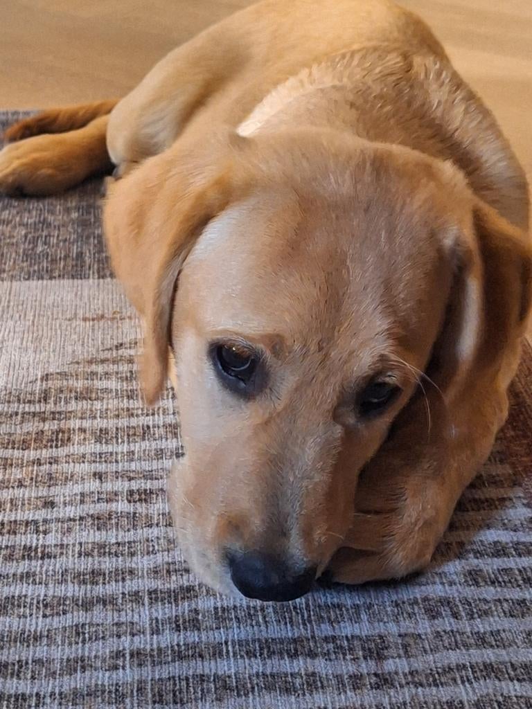 Oppas voor onze lieve Soof. Dan een half jaar oud., Ophalen of Verzenden, Zo goed als nieuw