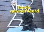 Te koop mooie speelse  kleinblijvende boomer pups, Parvo, Overige rassen, 8 tot 15 weken, Teef