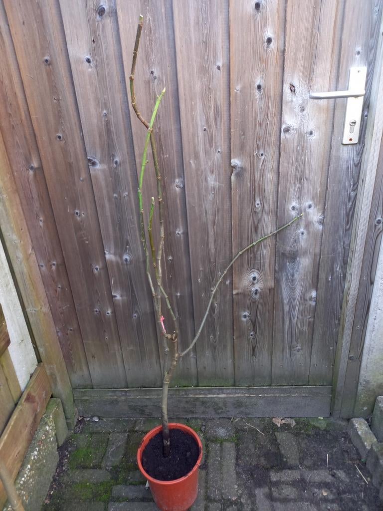 Vijgenboom, Tuin en Terras, Planten | Tuinplanten, Ophalen, Overige soorten, Volle zon