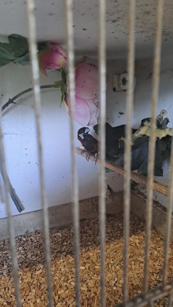 3x Kruising rietvink met ?, Dieren en Toebehoren, Meerdere dieren, Tropenvogel