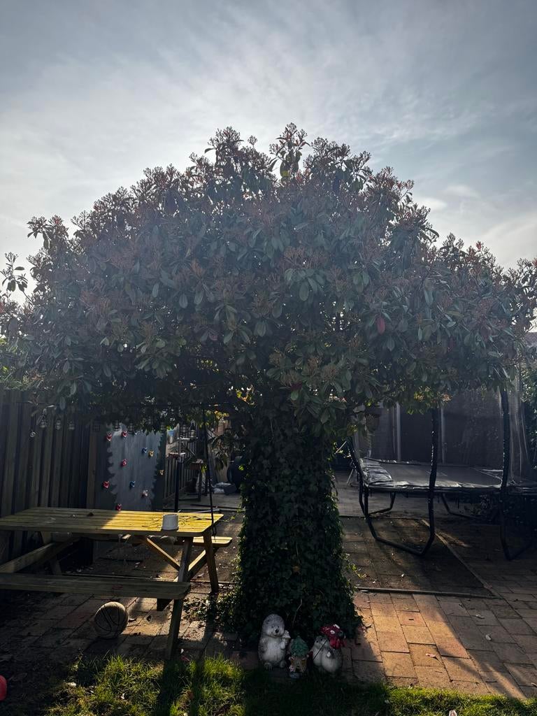 Grote Photinia Red Robin boom, Overige soorten, Volle zon, Vaste plant, Ophalen of Verzenden