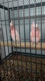 Inka kakatoe, Dieren en Toebehoren, Vogels | Parkieten en Papegaaien, Mannelijk, Papegaai