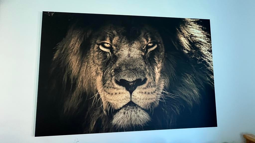 Canvas schilderij Leeuw, Antiek en Kunst, Ophalen