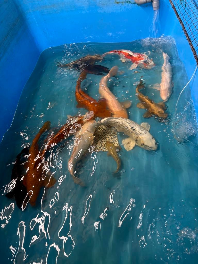 11 koi tot 60 cm, Dieren en Toebehoren, Vissen | Vijvervissen, Karper of Koi